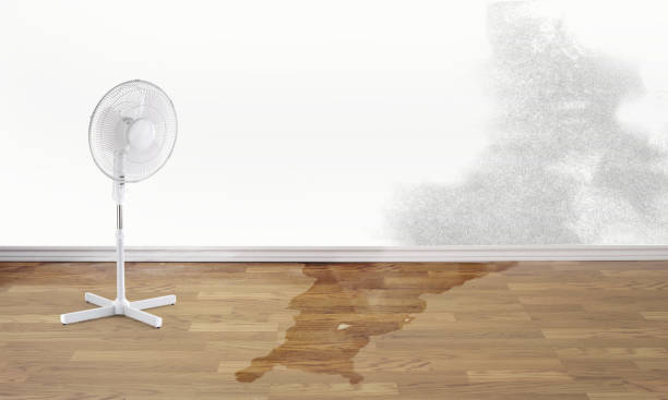 Best Carpet water damage restoration  in Falling Waters, WV